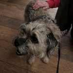 A small brown dog is patted by a hand