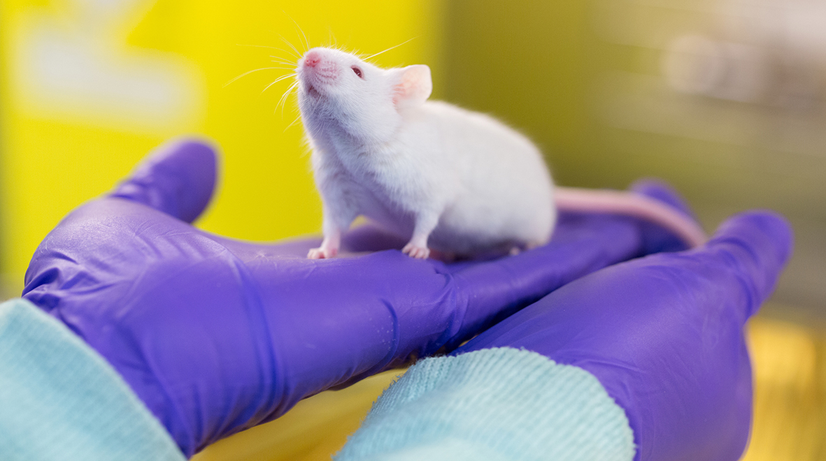 Animal research