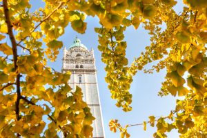 Queen's Tower on Imperial College London's South Kensington campus, seen through the yellow leaves of a gingko tree against a blue sky