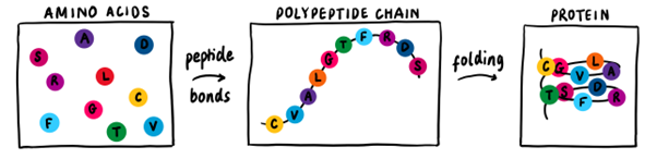 Protein folding sequence, starting from amino-acids to polypeptides and then protein folding
